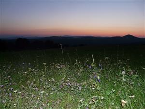 Pohľad na nádhernú psiarkovú lúku v Jedľových Kostoľanoch, Borisku